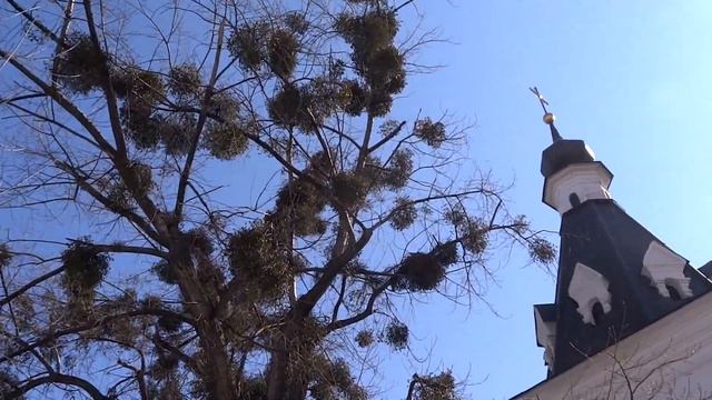 KYIV IN MARCH SPRING DROPS КИЕВ В МАРТЕ 2021 #flora_ok #flora_v #KYIV_IN_MARCH_SPRING_DROPS смотреть онлайн