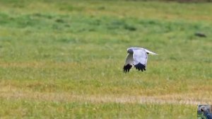 Голоса птиц: полевой лунь