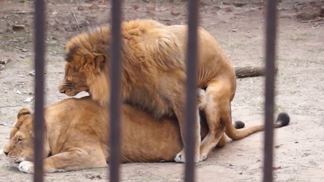 ПРИКОЛ СО ЛЬВОМ ЛЕВ КОНЧАЕТ =)) FUN WITH LION LION ends смотреть онлайн