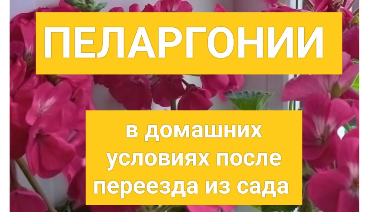 ПЕЛАРГОНИИ В ДОМАШНИХ УСЛОВИЯХ ПОСЛЕ ПЕРЕЕЗДА ИЗ САДА #садвцветах #пеларгонии #flowers #цветы.mp4 смотреть онлайн