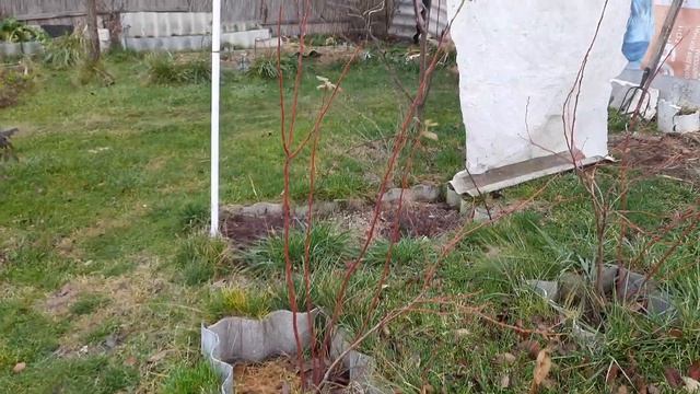 108 Голубика год спустя, посадка без торфа смотреть онлайн