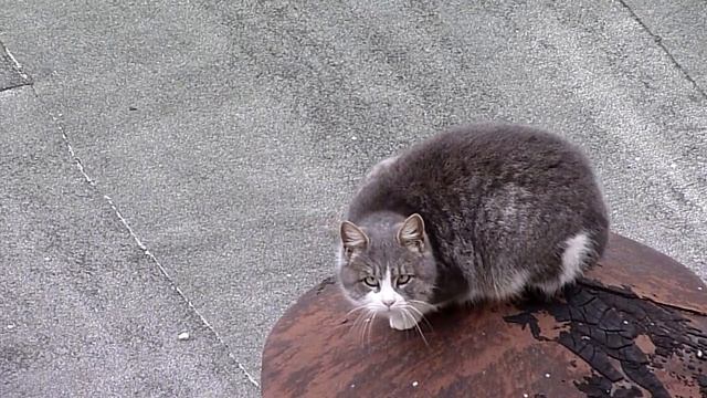 Кот с длинной шеей смотреть онлайн