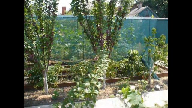 Колоновидная слива Анже . Мегаурожайная. harvest plum смотреть онлайн