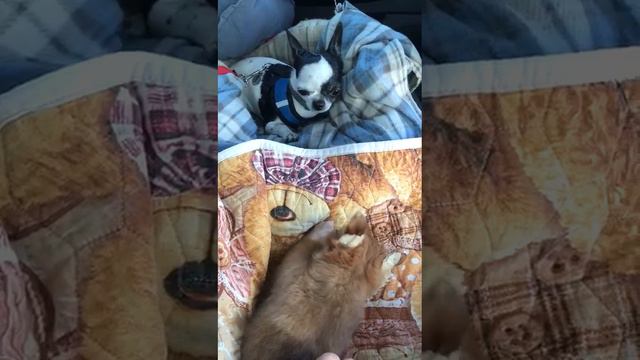 Аделаида хочет познакомиться ❤️ Москва выпускник питомника чихуахуа Кастропуло Крым ❤️ смотреть онлайн