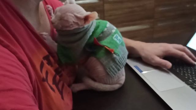 Бесу 5 месяцев/Сфинкс и Лабрадор смотреть онлайн