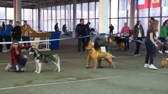 1-2 Апреля ККУ 2-ой CACIB г.Киев HIKARY LOVELY HEARTS