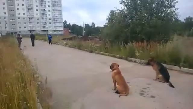 Бульмастиф ОКД смотреть онлайн