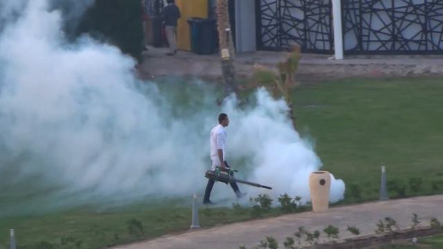 Как травить насекомых в Египте. Шарм-эль-Шейх. Barcelo Tiran Sharm смотреть онлайн