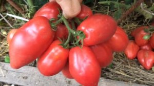 Томаты открытого грунта.СЕМЕНА БУДУТ  ОСЕНЬЮ  .
