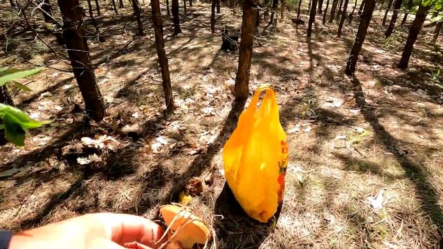 Белые Подберезовики Маслята полным ходом 2 часть смотреть онлайн