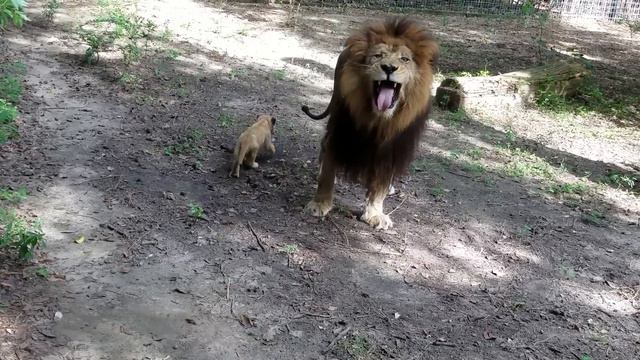 Ashur the cub playing with his dad смотреть онлайн