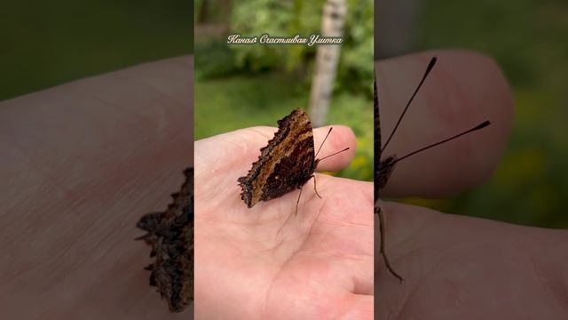 Спасаем бабочку смотреть онлайн