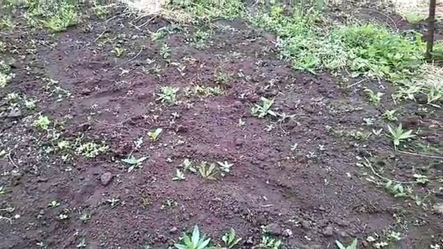 Деревня 2018 июнь. Где газонная трава?