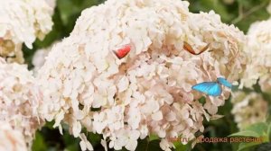 Гортензия древовидная Кандибел Маршмеллоу ? обзор: как сажать, саженцы гортензии Кандибел Маршмелло