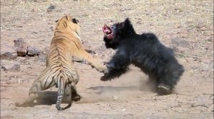 Этот агрессивный зверь нападает даже когда ранен - МЕДВЕДЬ ГУБАЧ В ДЕЛЕ!