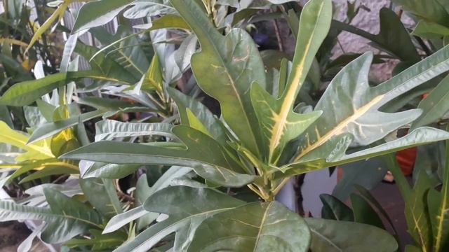 Croton como cuidar e fazer mudas. смотреть онлайн