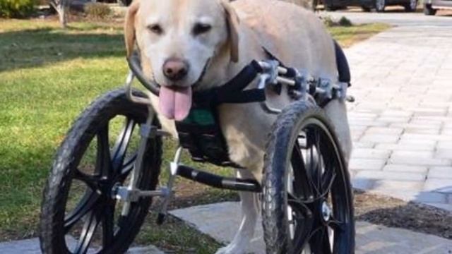 Собака-инвалид год сидела в тесной клетке приюта, сточив об прутья зубы смотреть онлайн