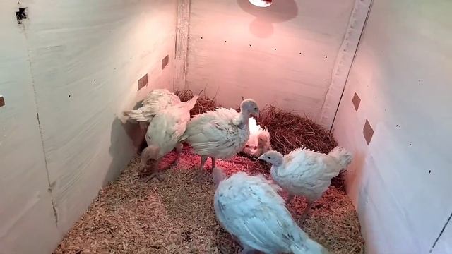 Поилка для индюшат своими руками