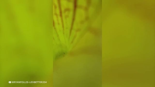 100 Самых Ядовитых, Гигантских и Редких Животных в Мире смотреть онлайн