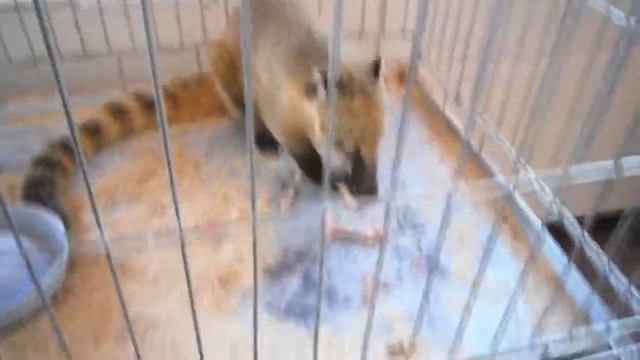 Выставка экзотических животных смотреть онлайн