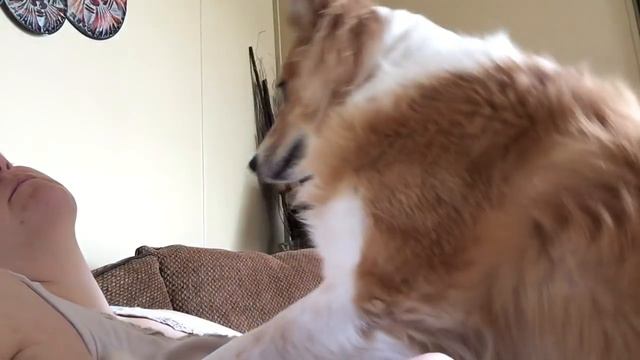 Narcolepsy Response Service Dog (03/18/16)