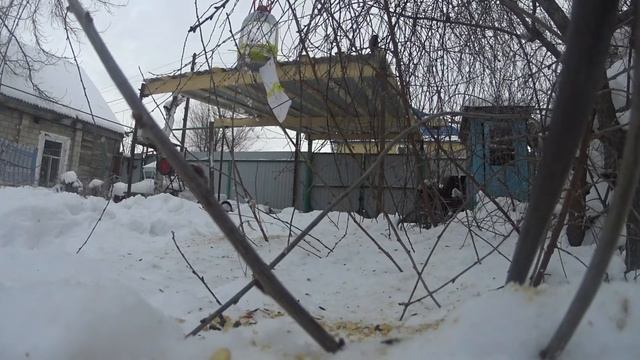 обед у птичек смотреть онлайн