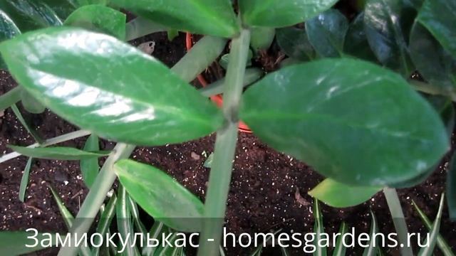 Замиокулькас - долларовое дерево смотреть онлайн