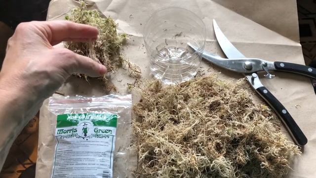 ОРХИДЕЯ. СФАГНУМ вырастить самому смотреть онлайн