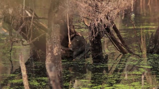 Water Rat or orange bellied water rat aka Rakali, filmed in the wild at Bakers beach, Tasmania, смотреть онлайн