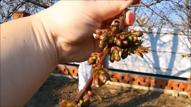 Пересадка клубники!/ Посадили картошку ! / Апрель2019! / смотреть онлайн