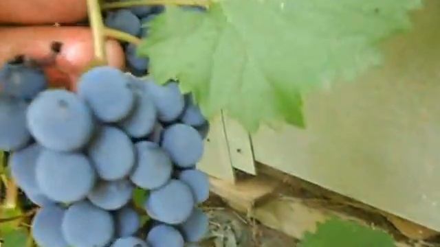 Сорт винограда Голубок. смотреть онлайн