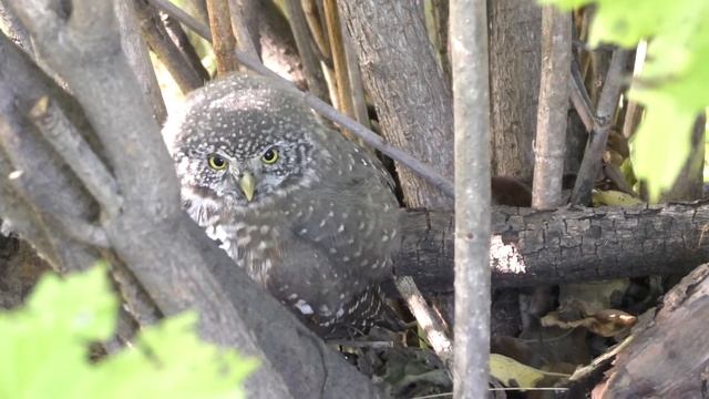 Воробьиный сыч в саду | Owl in the garden смотреть онлайн