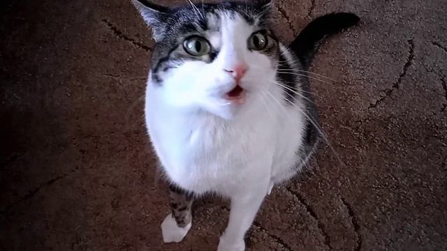 Моя котейка