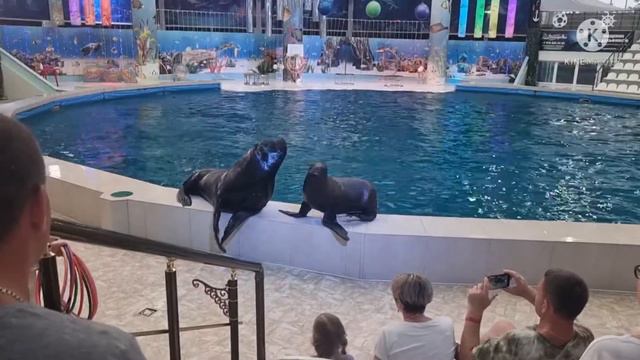 Евпатория 2021. Дельфинарий. смотреть онлайн