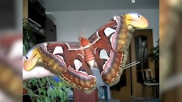 Один на Весь Мир Эти Животные Побили Все Рекорды