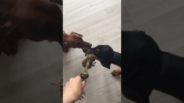 Взяли в дом вторую таксу. Как уживаются две таксы собаки dachshund щенки животные нападение dog pet смотреть онлайн