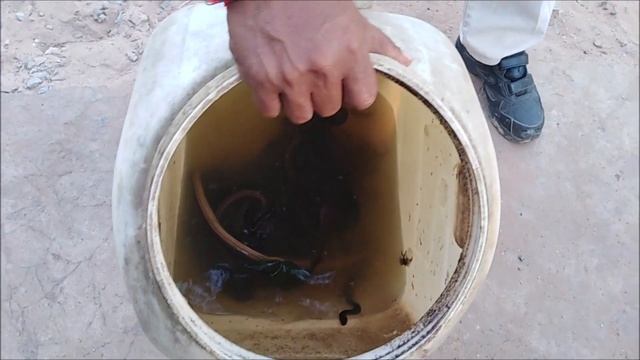 Пробуем жареную змею. Кухня Камбоджи