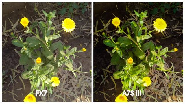 Sony FX3 Vs Sony A7S III Camera Test смотреть онлайн