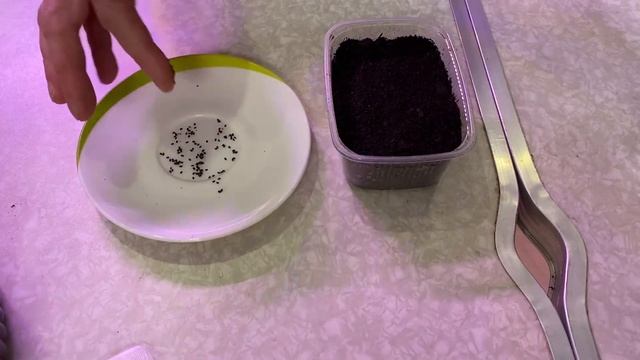 Ремонтный Чемпионат