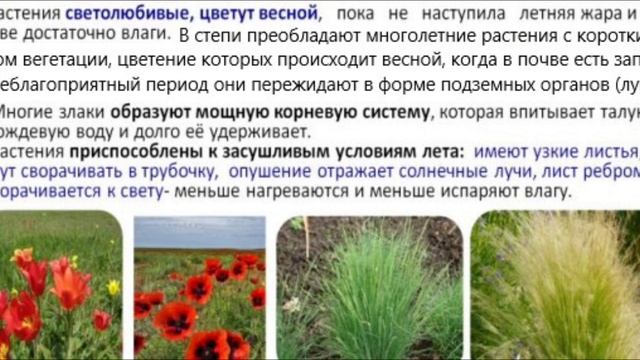 Степь - характеристика биома, приспособления растений и животных. Подготовка к ЕГЭ по биологии. смотреть онлайн