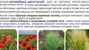 Степь - характеристика биома, приспособления растений и животных. Подготовка к ЕГЭ по биологии.