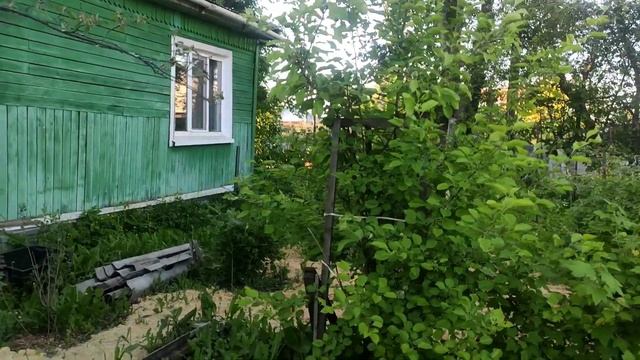 Почему всё заросло#дача #огород #сибирь #грядки смотреть онлайн