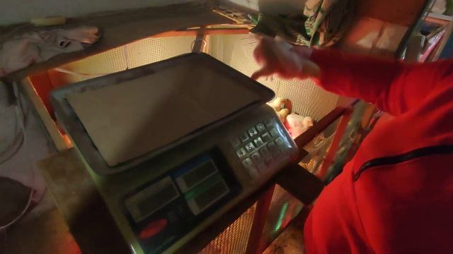 Бройлери Кобб - 500 Пятнадцатые сутки. Привесы. смотреть онлайн