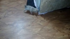 Той терьер + пекинес.