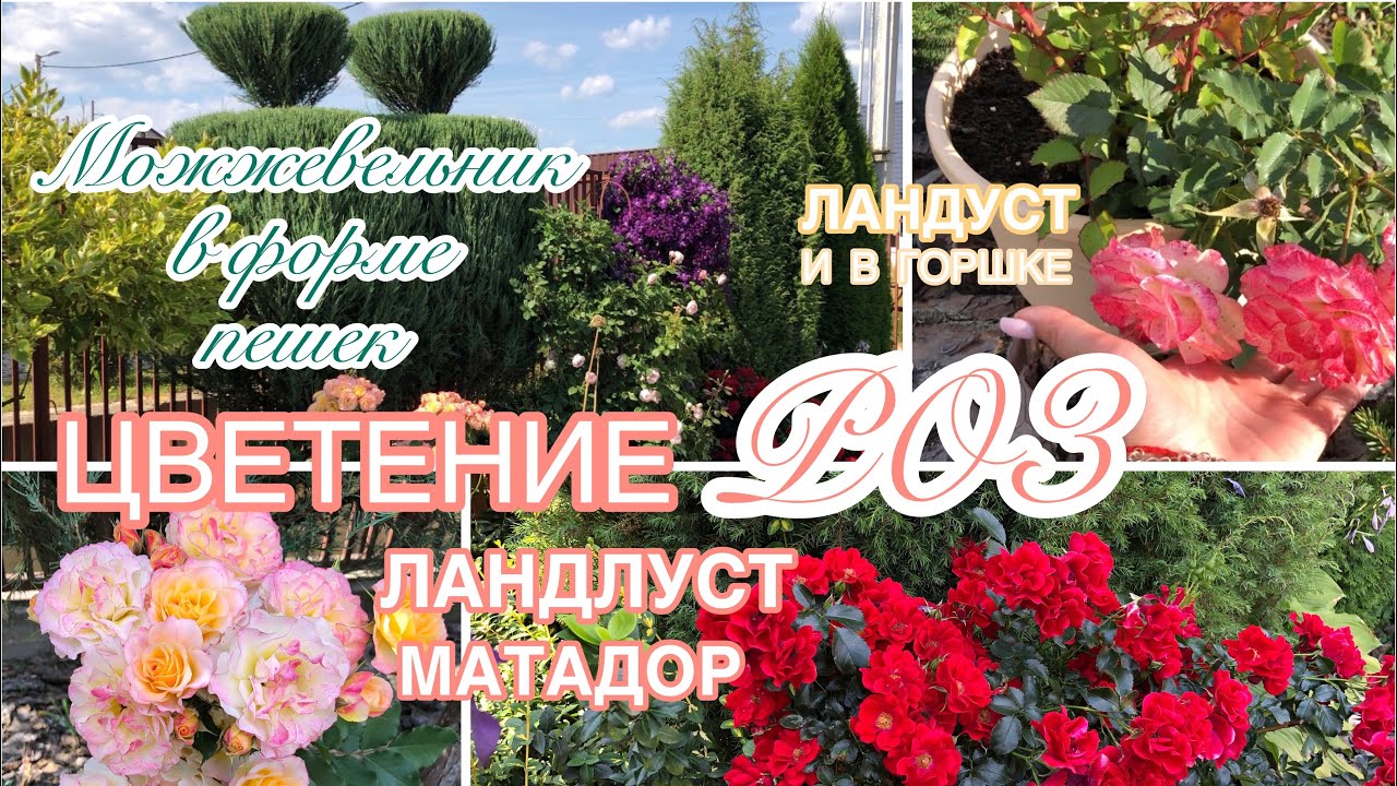 В пике ЦВЕТЕНИЯ розы Матадор и Ландлуст БЕЗ УКРЫТИЙ Можжевельник Скайрокет ?Matador ?Landlust(1) смотреть онлайн