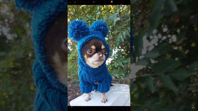 Вязаный комбинезон и шапочка для собаки своими руками смотреть онлайн