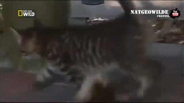 Котенок с шестью лапами Жалко котенка! Самые странные животные смотреть онлайн