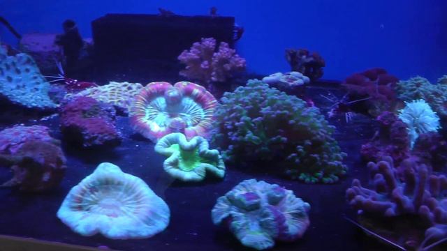 Фонарик рыболовный с синим светом Fenix HP40F: тест на РЫБЕ смотреть онлайн