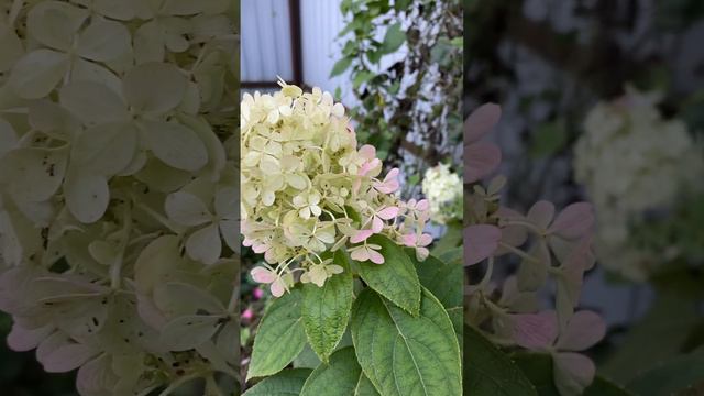 Гортензия Полярный медведь #flower #garden #russia #сад смотреть онлайн