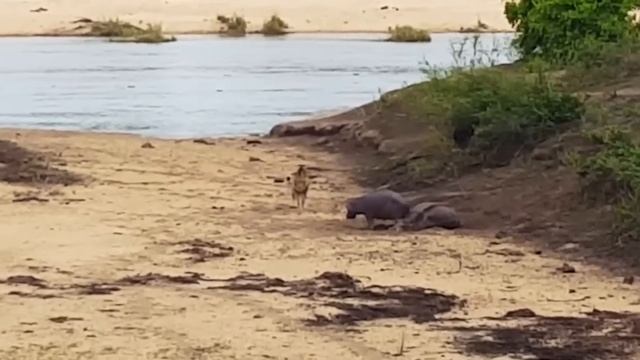 Hippo Crushes The Lion's Skull in Vengeance For His Mother смотреть онлайн